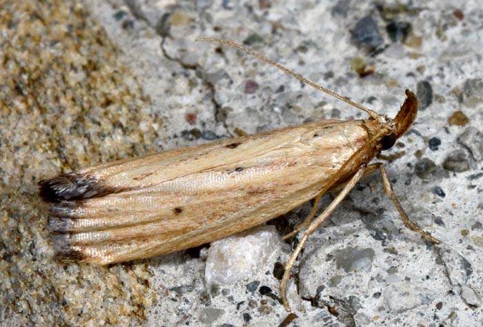 Hypsotropa limbella: Pyralidae